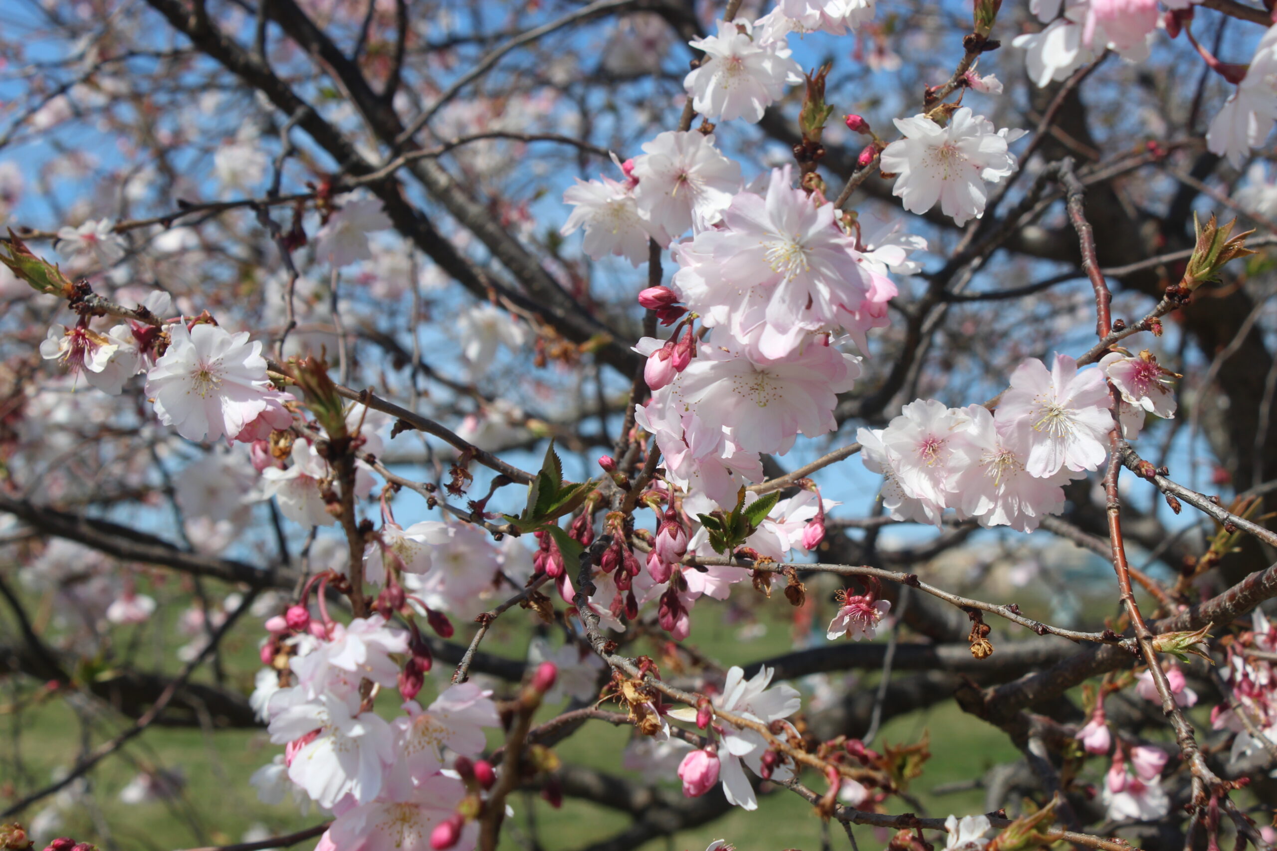 Cherry Blossom Festival DC – days 1, 2 & 3