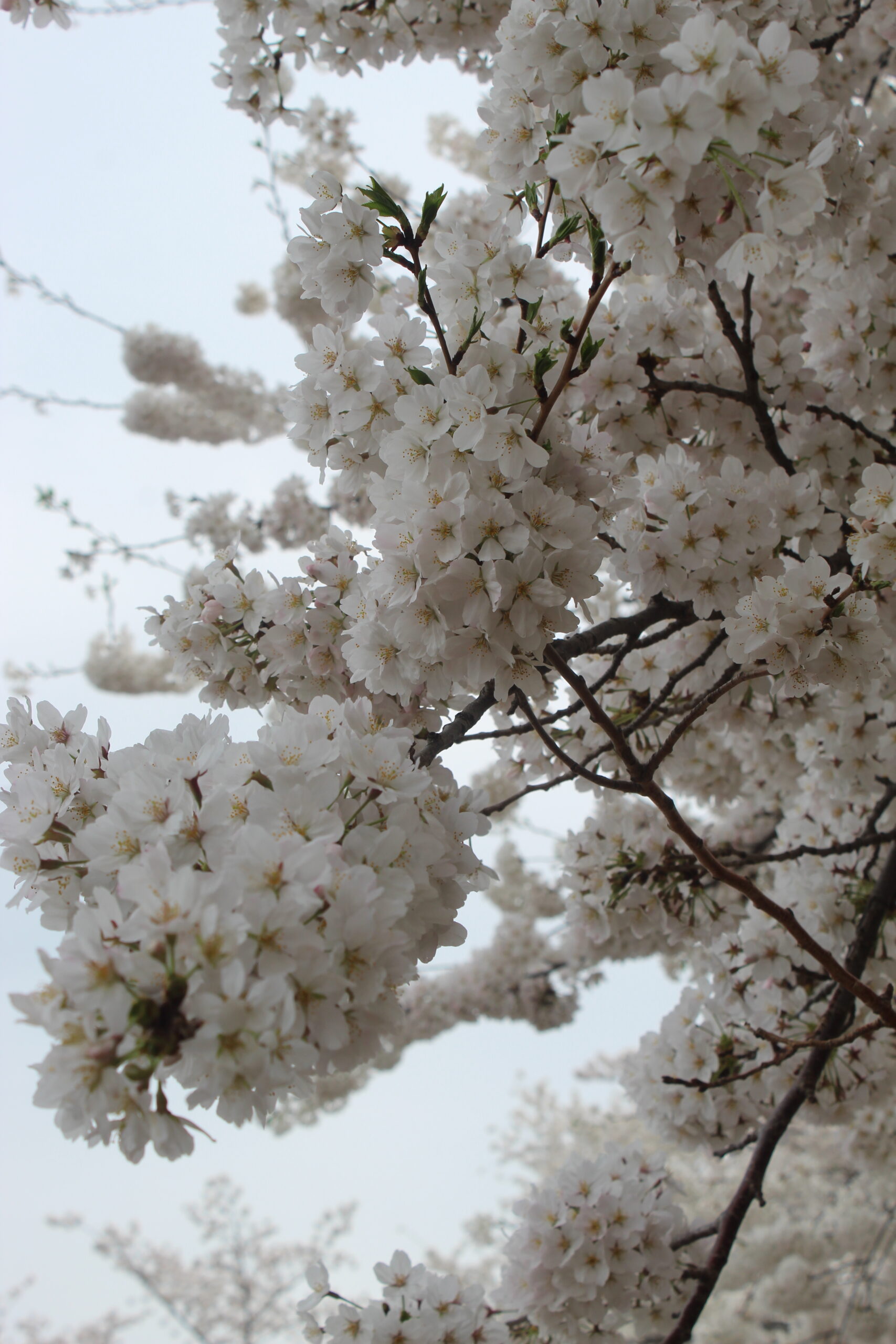 Cherry Blossom Festival DC – day 4